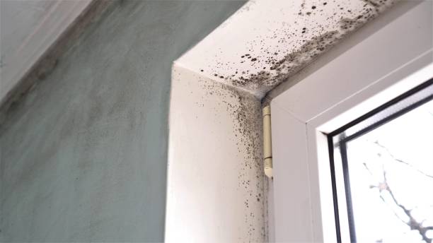 Best Emergency Mold Remediation in Hanscom Af, MA