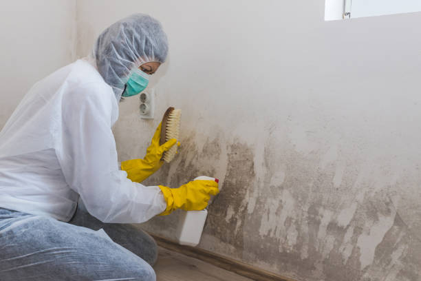 Best Kitchen Mold Remediation in Hanscom Af, MA