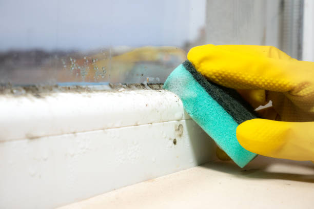 Best Residential Mold Remediation in Hanscom Af, MA