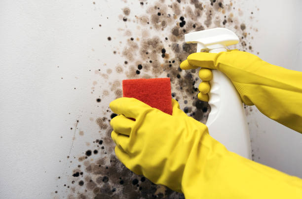 Professional Mold Remediation in Hanscom Af, MA