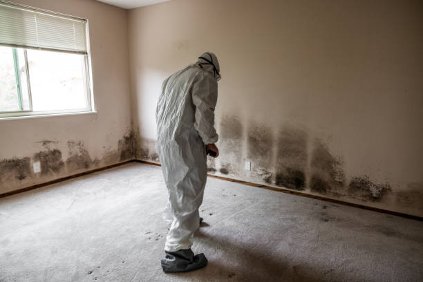  Hanscom Af, MA Mold Removal Pros