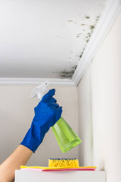 Trusted Hanscom Af, MA Mold Remediation Experts